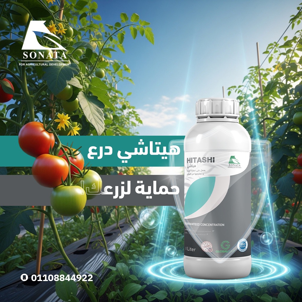 هيتاشي